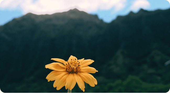 Sunlit flower against a mountain backdrop